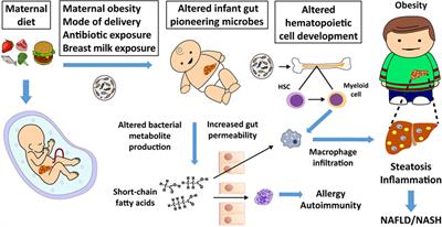 Early Microbes Modify Immune System Development and Metabolic Homeostasis—The “Restaurant” Hypothesis Revisited